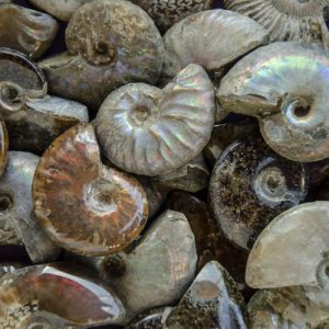 photo of Ammonite