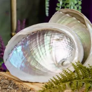 Large Abalone Shells at DreamingGoddess.com