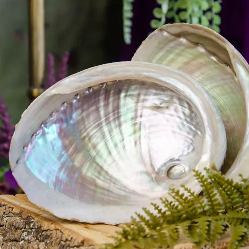 Shop Abalone Shells for Smudging at the Dreaming Goddess