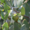 Jojoba
