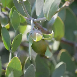 Jojoba