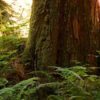 Cedarwood