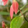Cinnamon Leaf