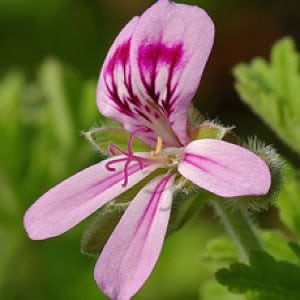 Geranium Essential Oil at the Dreaming Goddess