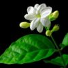 Jasmine