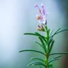 Rosemary