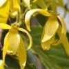 Ylang Ylang
