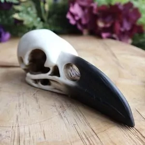 Raven Skull at DreamingGoddess.com