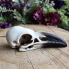 Raven Skull at DreamingGoddess.com