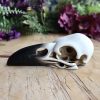 Raven Skull at DreamingGoddess.com