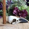 Raven Skull at DreamingGoddess.com