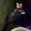 Jet Stone Crowned Raven with Herkimer Diamond at DreamingGoddess.com