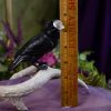 Jet Stone Raven with Quartz Skull at DreamingGoddess.com