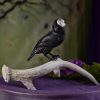 Jet Stone Raven with Quartz Skull at DreamingGoddess.com