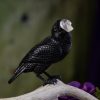 Jet Stone Raven with Quartz Skull at DreamingGoddess.com