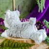 Warmies Husky at DreamingGoddess.com