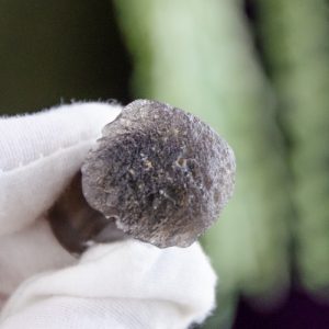 Tektite Mushroom at DreamingGoddess.com