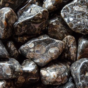 Tumbled Turritella Agate