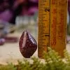 Tumbled Red Wine Quartz at DreamingGoddess.com