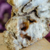Fossilized Coral, Agatized Coral at DreamingGoddess.com