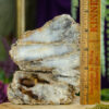 Fossilized Coral, Agatized Coral at DreamingGoddess.com