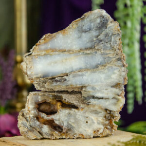 Fossilized Coral, Agatized Coral at DreamingGoddess.com