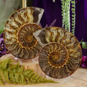 Ammonite Pair at DreamingGoddess.com