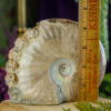 Ammonite with Skull Carvings at DreamingGoddess.com