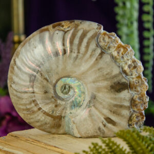 Ammonite with Skull Carvings at DreamingGoddess.com
