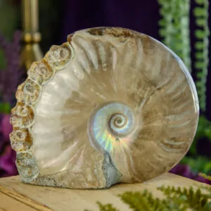 Ammonite with Skull Carvings at DreamingGoddess.com