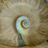 Ammonite with Skull Carvings at DreamingGoddess.com