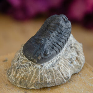 Trilobite Fossil at DreamingGoddess.com