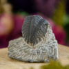 Trilobite Fossil at DreamingGoddess.com