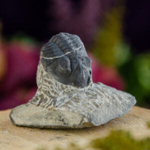 Trilobite Fossil at DreamingGoddes.scom