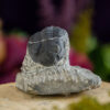 Trilobite Fossil at DreamingGoddess.com