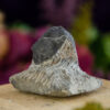 Trilobite Fossil at DreamingGoddess.com