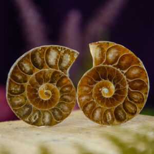 Ammonite Pairs at DreamingGoddess.com