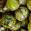 Green Opal Tumbled at DreamingGoddess.com