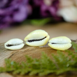 Cowrie Shells at DreamingGoddess.com