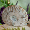 Ammonite Skull Carving at DreamingGoddess.com