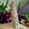 Ammonite Skull Carving at DreamingGoddess.com