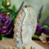 Ammonite Skull Carving at DreamingGoddess.com