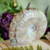 Ammonite Skull Carving at DreamingGoddess.com