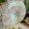 Ammonite Skull Carving at DreamingGoddess.com