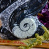 Orthoceras Spiral at DreamingGoddess.com