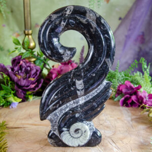 Orthoceras Spiral at DreamingGoddess.com